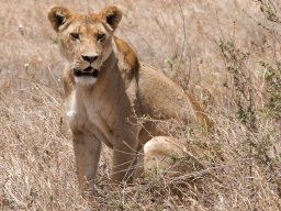 Bologonja_Seronera2009-74